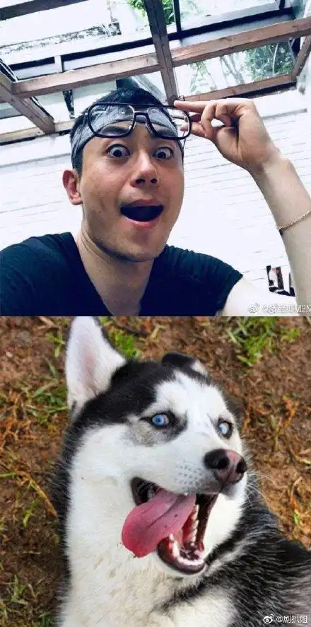 朱亚文哈士奇简笔画