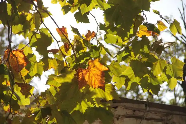 青岛开启最美深秋模式八大关落叶缤纷美如画