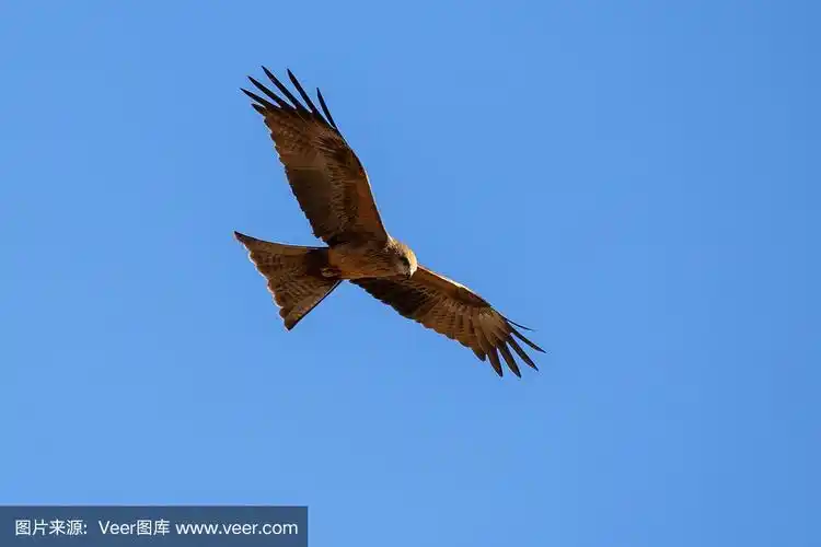 棕色猎鹰在澳大利亚沙漠完美的蓝色天空中飞翔
