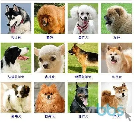 烟台论坛-烟台社区-狗狗品种大全,可我只认识. - 『宠物天地』