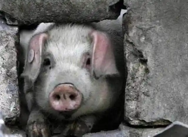 那只在汶川地震中,被困30天的"猪坚强",被博物馆收留后来怎样