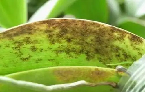 蝴蝶兰灰霉病的症状与防治方法