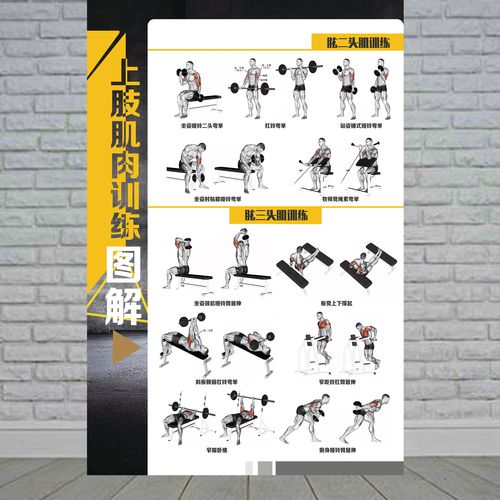 人体健身运动杠铃哑铃上肢腿胸背部全身肌肉写真