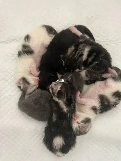 美短和布偶的串串会好看吗