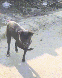 200_250gif 动态图 动图