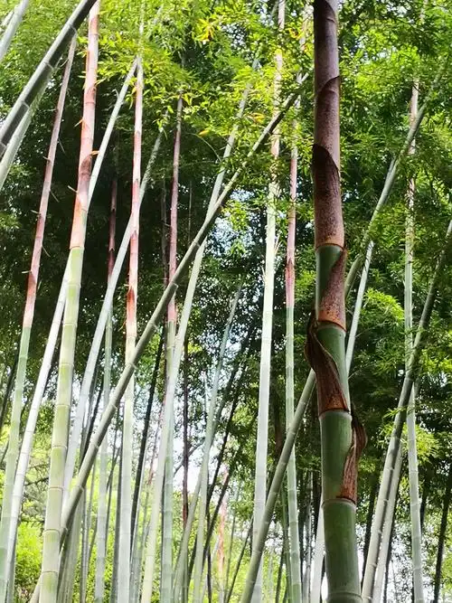 难忘儿时拾过的笋壳叶