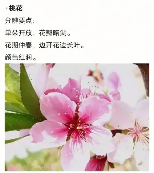 桃花海棠傻傻分不清