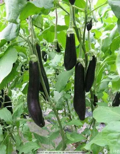 茄子果实特征及结果习性有什么特点?