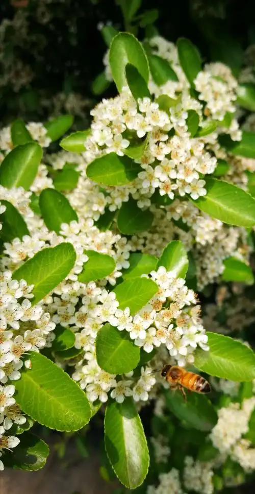 我拍花开之火棘花篇～_【手机随拍】