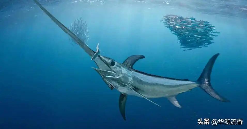 剑鱼刺杀鲨鱼,剑却断在鲨鱼身体里,不用担心剑鱼,剑会长出来
