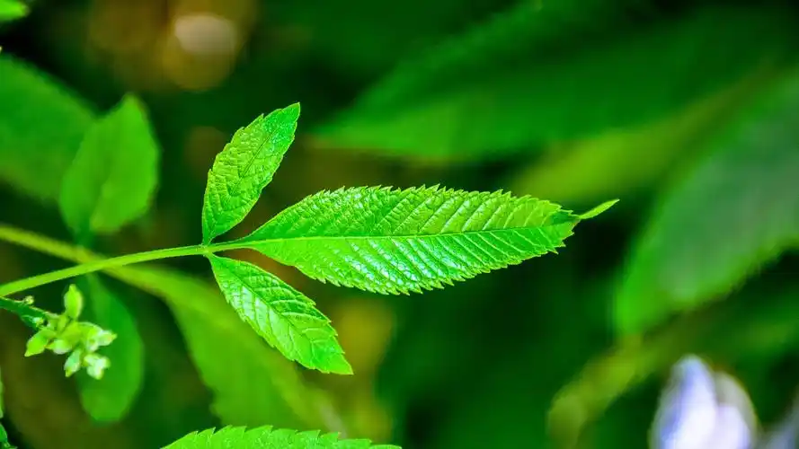 清新绿色护眼植物高清桌面壁纸