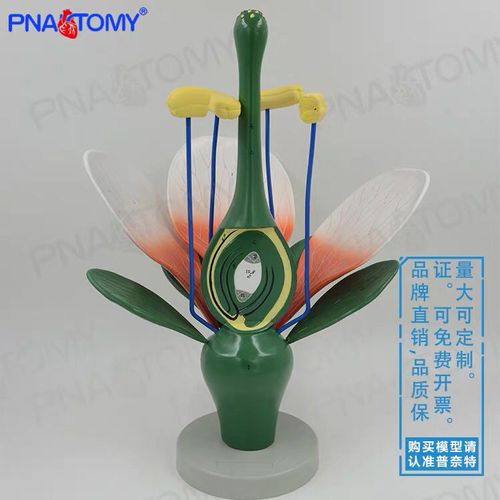 桃花双子叶花绿色花蕊植物构造放大结构解剖模型生物教学模型标本