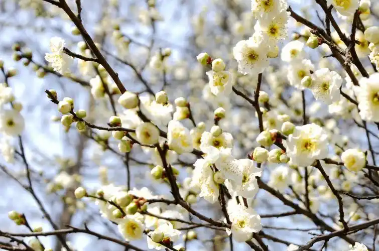 有素朴纯洁的玉蝶梅.