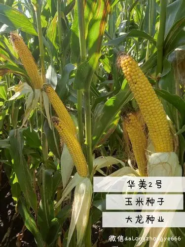玉米新品种华美2号强势来袭