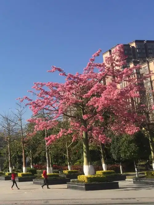 攀枝花市树,学名大腹木棉树.