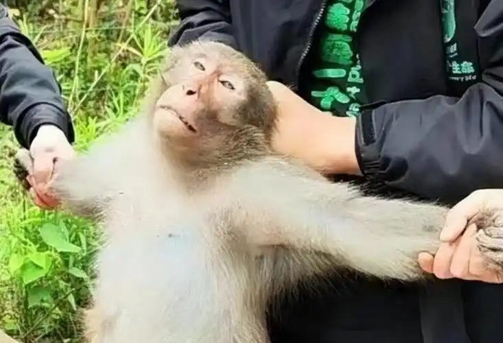 南京网红流浪猴被抓曾开煤气