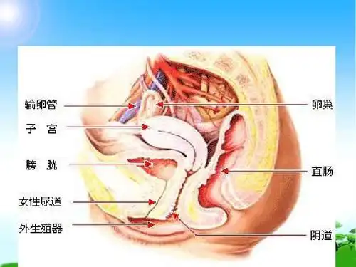 2018中队班队主题活动初中女生生理卫生讲座精品课件ppt