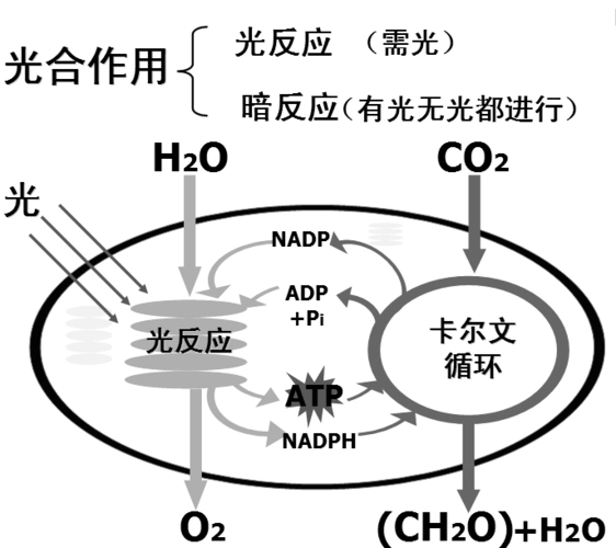 光反应和暗反应