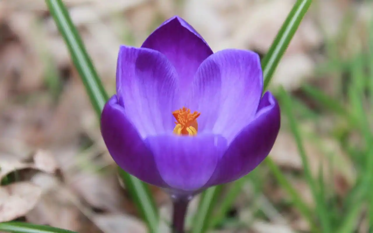 紫色番红花唯美小清新高清桌面壁纸