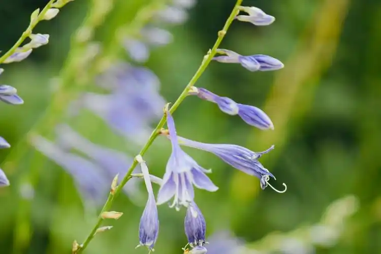 一串串紫风铃|花丛随拍