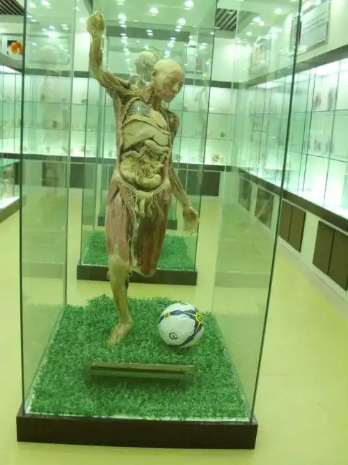 基础医学部圆满完成2013年省级重点院校建设项目 ---人体解剖实验实训