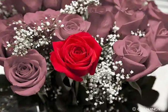 红玫瑰图片_图片大全