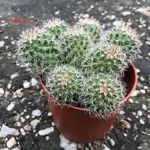 群生红花锦丸勤开花仙人球猩猩丸多肉植物室内防辐射盆栽植物