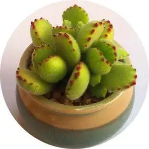 熊掌多肉植物熊童子图片