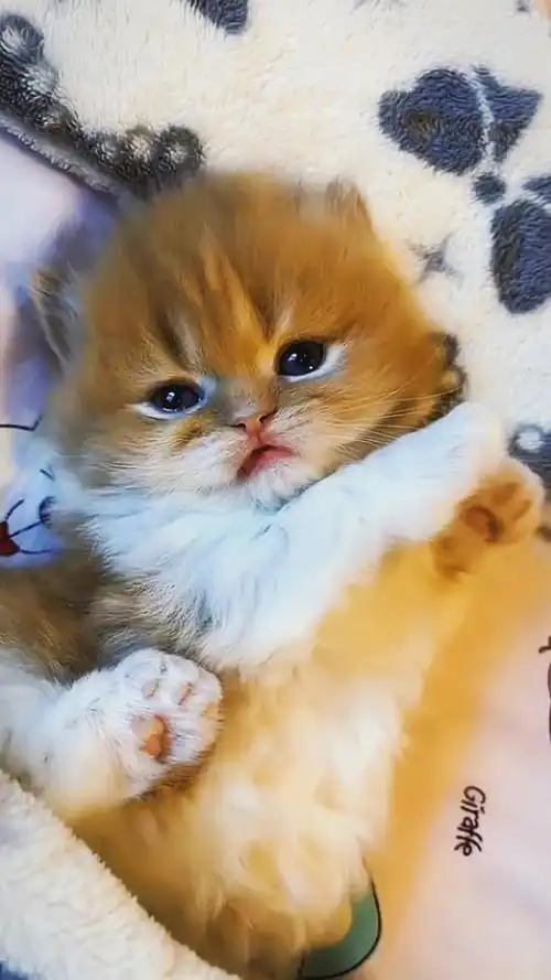 有好玩可爱的小奶猫陪伴,又是萌萌哒的一天