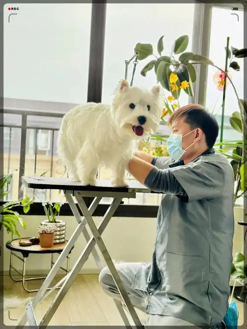 牛顿小朋友一岁半啦 今天迎来第7次or第8次拔毛 拔完毛后,感觉小拖把