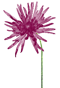 【免抠透明动态花草】〖小装饰物〗 - 在水一方 - 在水一方娱乐博客