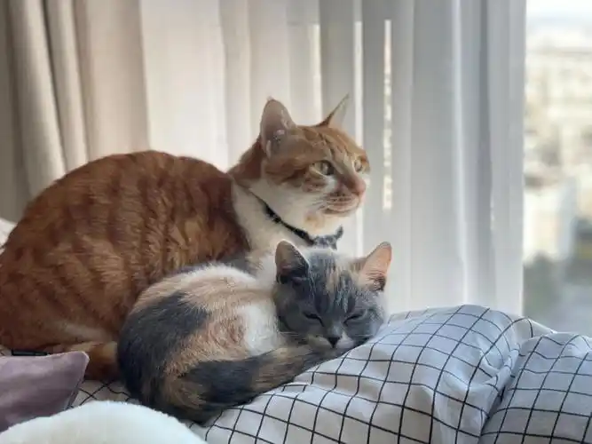 猫咪日常  #宠物 #英短三花