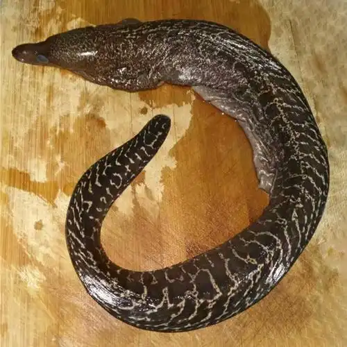 鲜活野生石鳗500g 活冻活沙鳗虎鳗 黑鳗鱼金钱鳗鳝鱼野生活体