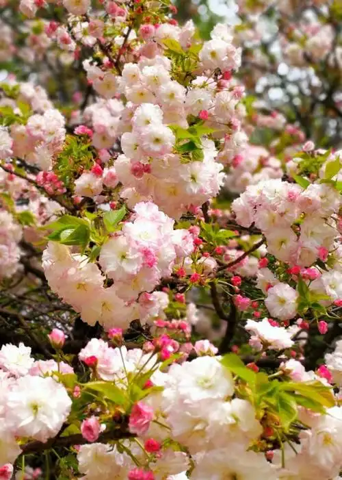 风景花草照18.11.12整理 一>