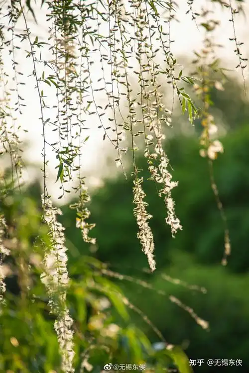 柳絮飞时花满城「桃花淡白柳深青柳絮飞时花满城」