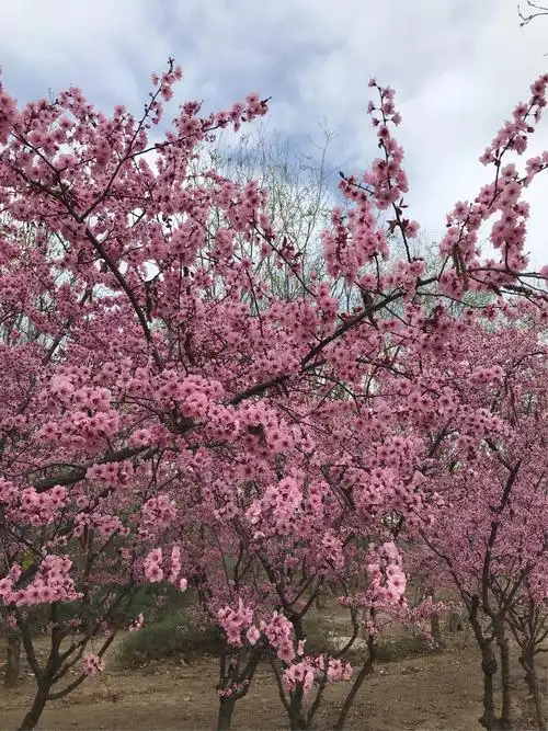 春天到来了,桃花树下.