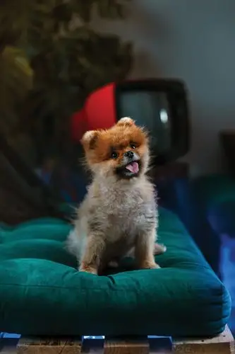 沙发上可爱的博美小狗