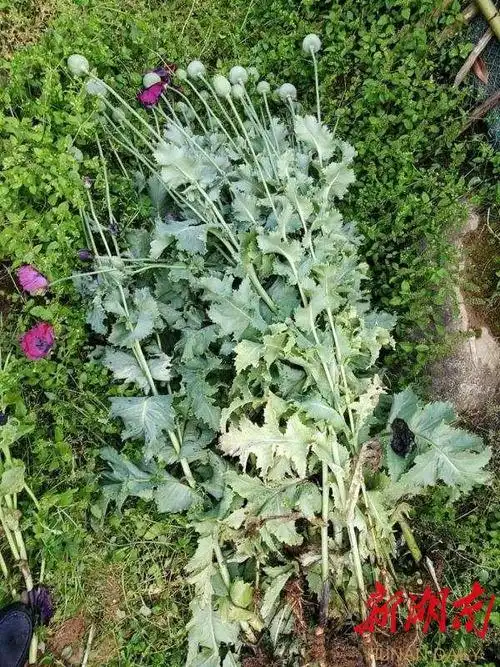 村民为治胃病私种188株罂粟 古丈民警依法铲除