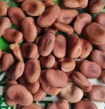 蚕豆种子红皮蚕豆种子香蕉蚕豆种子