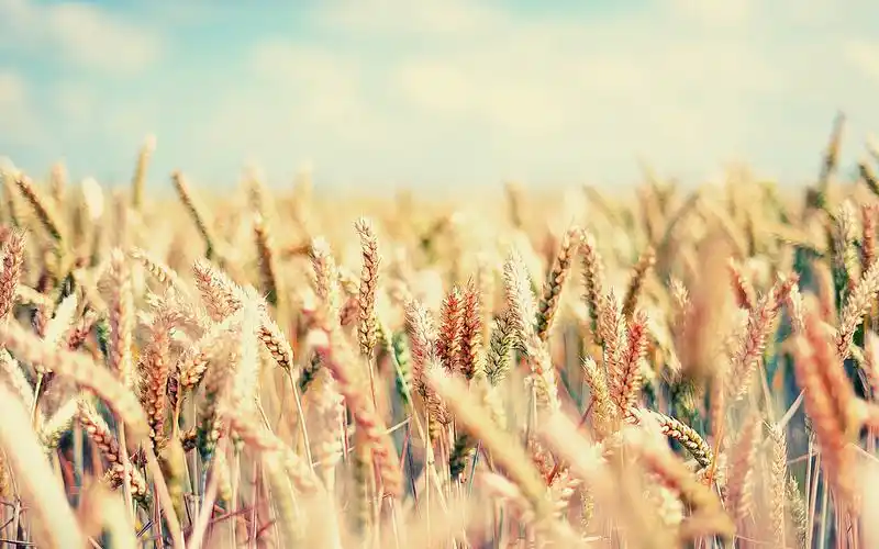 阳光下的小草地清新自然桌面壁纸