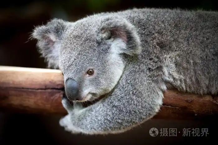 树袋熊抱着一个黑色背景的分支