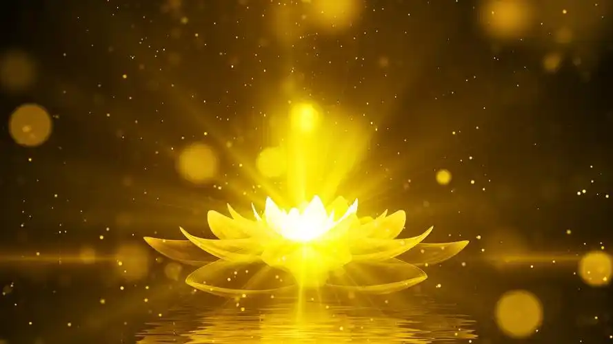 4k唯美金色莲花舞美背景视频金莲花背景