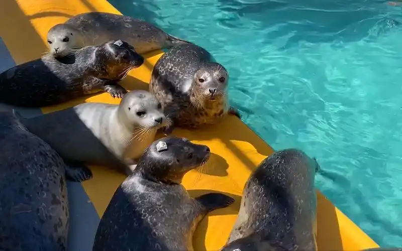 【4k海豹/海狮】摸 鱼 学 园(毕业班)