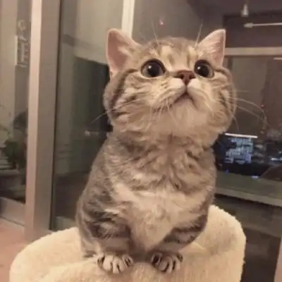 qq头像猫咪可爱萌宠高清好看的可爱小猫咪卖萌qq头像图片