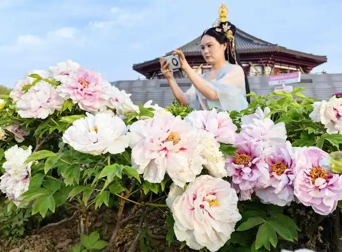 洛阳牡丹次第开喜迎游人来
