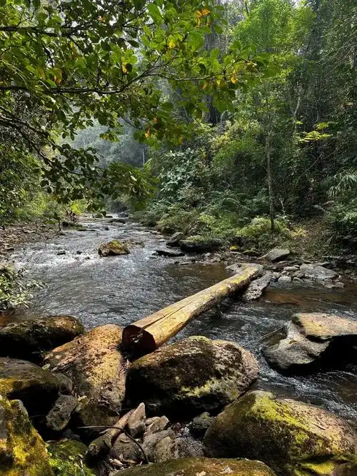 比"冰岛老寨"茶王树价格还高! - 哔哩哔哩