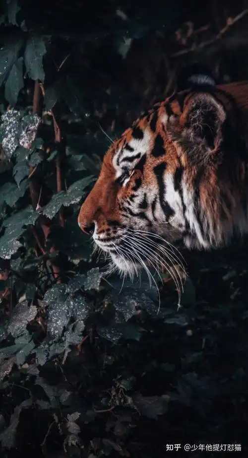 请问有没有一张绿色的有老虎的壁纸