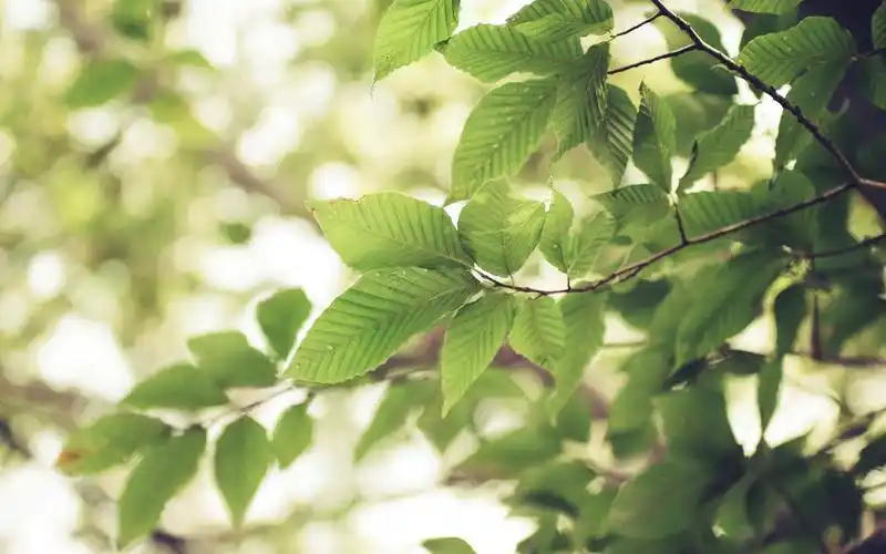 【rmzt】唯美清新植物壁纸热门壁纸下载