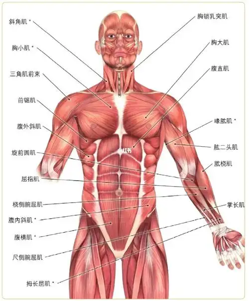 训练干货丨人体肌肉组织