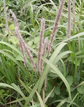 白茅的功效与作用-图片-禁忌-乡间郎中